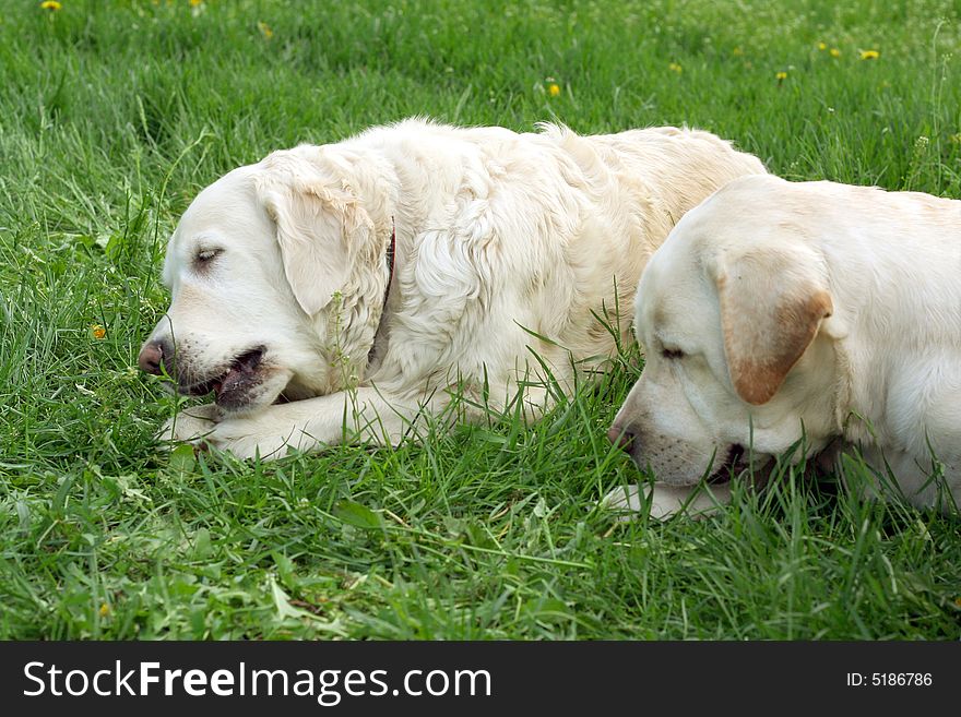 Dogs, golden retrievers on a green lawn. Dogs, golden retrievers on a green lawn