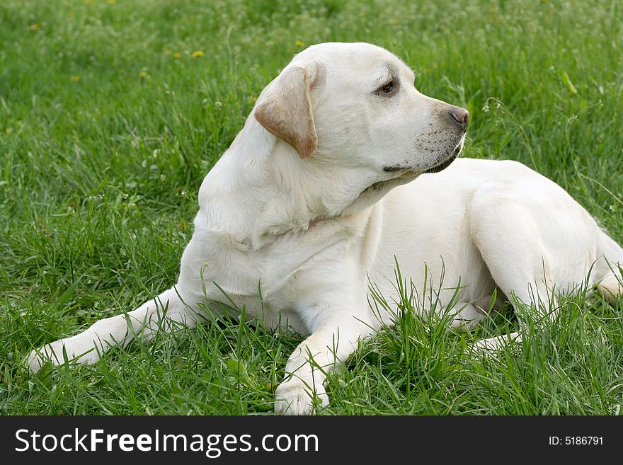 Dog, white labrador on a green lawn. Dog, white labrador on a green lawn