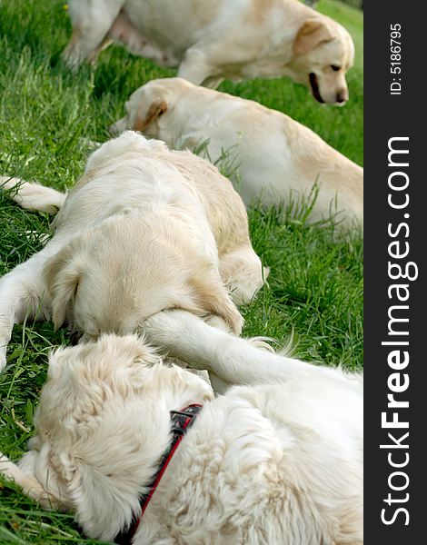 Dogs, golden retrievers on a green lawn. Dogs, golden retrievers on a green lawn