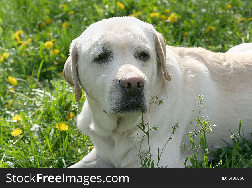 Dog, white labrador on a green lawn. Dog, white labrador on a green lawn