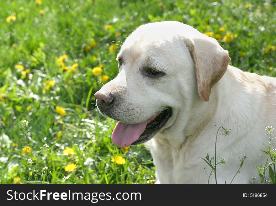 Dog, white labrador on a green lawn. Dog, white labrador on a green lawn