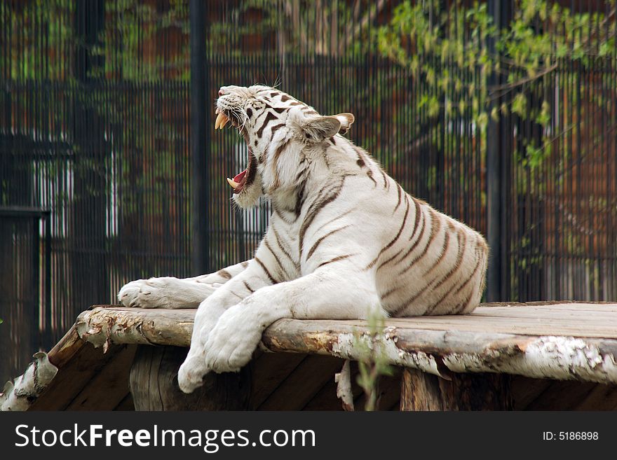Lying white tiger open jaws