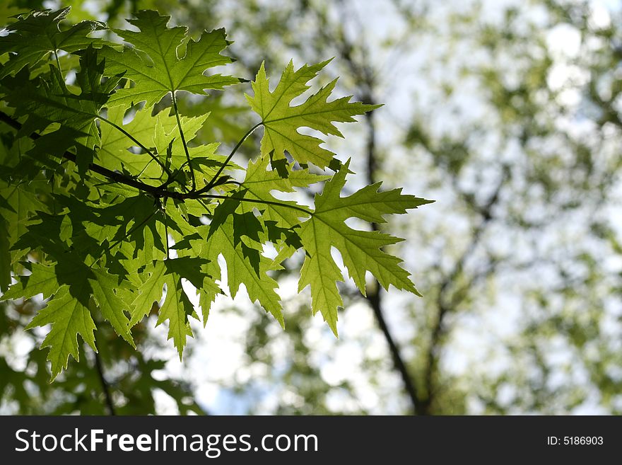 Green maple foliage in a sunlight