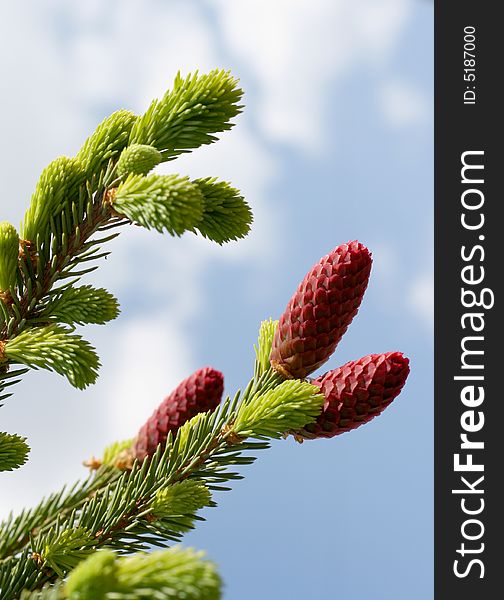 Red fir cones in the spring, close up. Red fir cones in the spring, close up