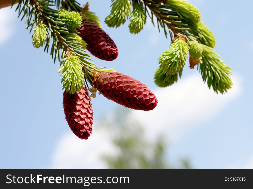 Red fir cones in the spring, close up. Red fir cones in the spring, close up