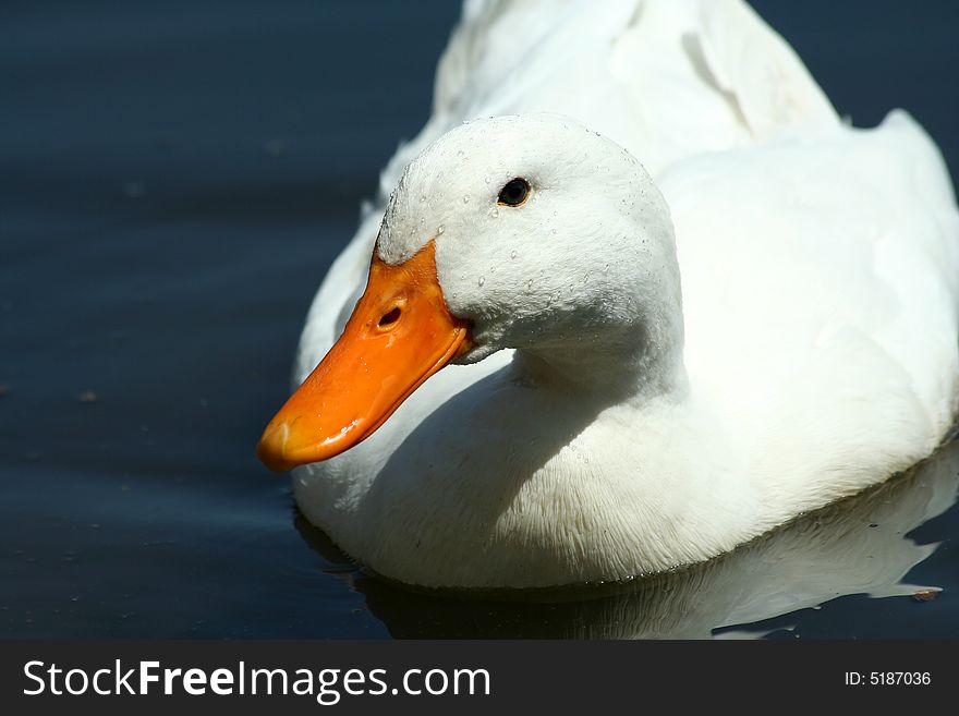 White Domestic Duck In A Pond