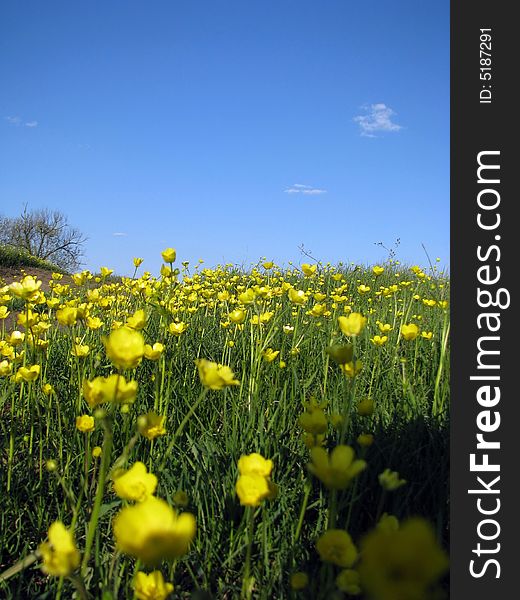 Yellow field flowers and the dark blue sky with a cloud.