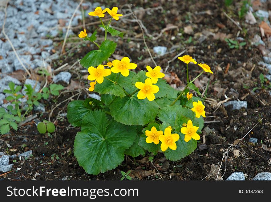 Yellow-cup or known as buttercup (Ranunculus) flower. Yellow-cup or known as buttercup (Ranunculus) flower.