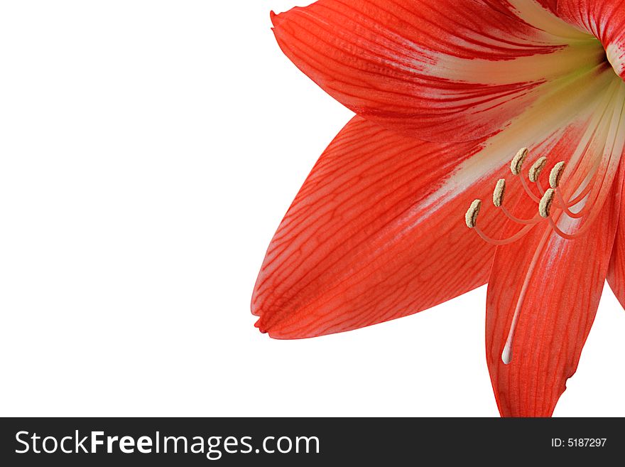 Amaryllis on a white background,saved path