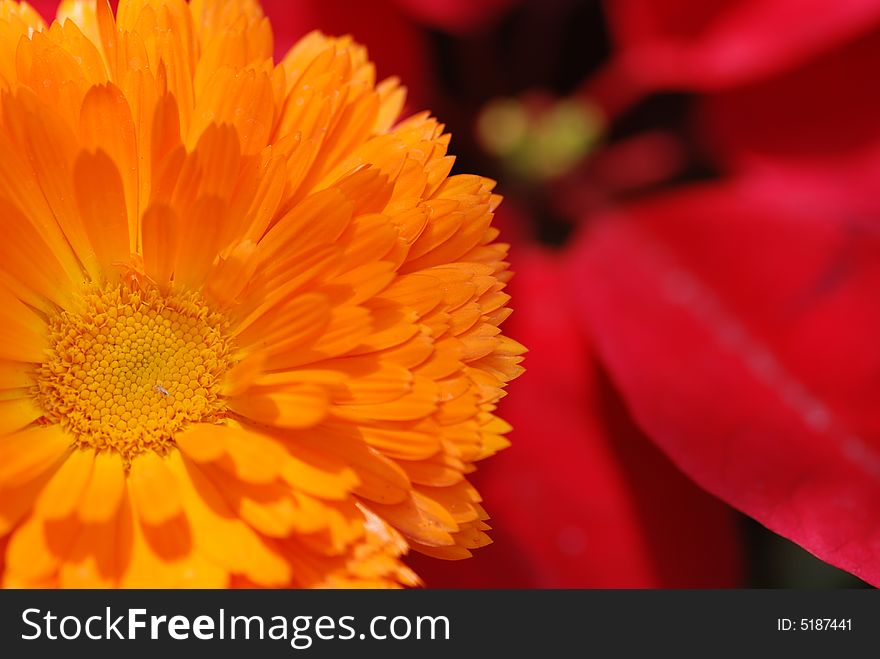 Orange Chrysanthemum