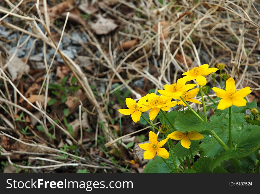 Yellow-cup or known as buttercup (Ranunculus) flower. Old grass as background. Yellow-cup or known as buttercup (Ranunculus) flower. Old grass as background.