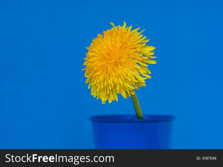 Single dandelion on blue background