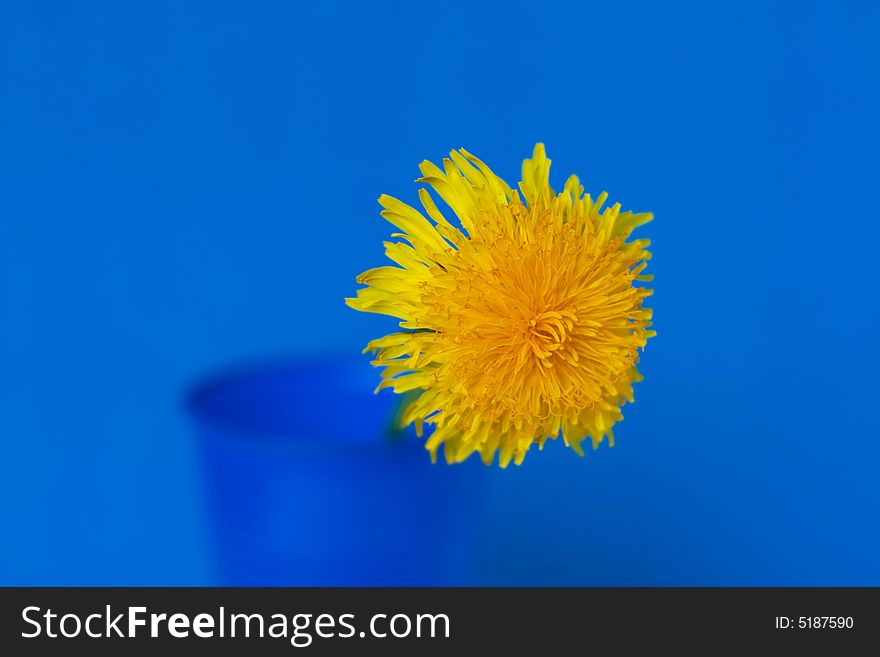 Single dandelion on blue background