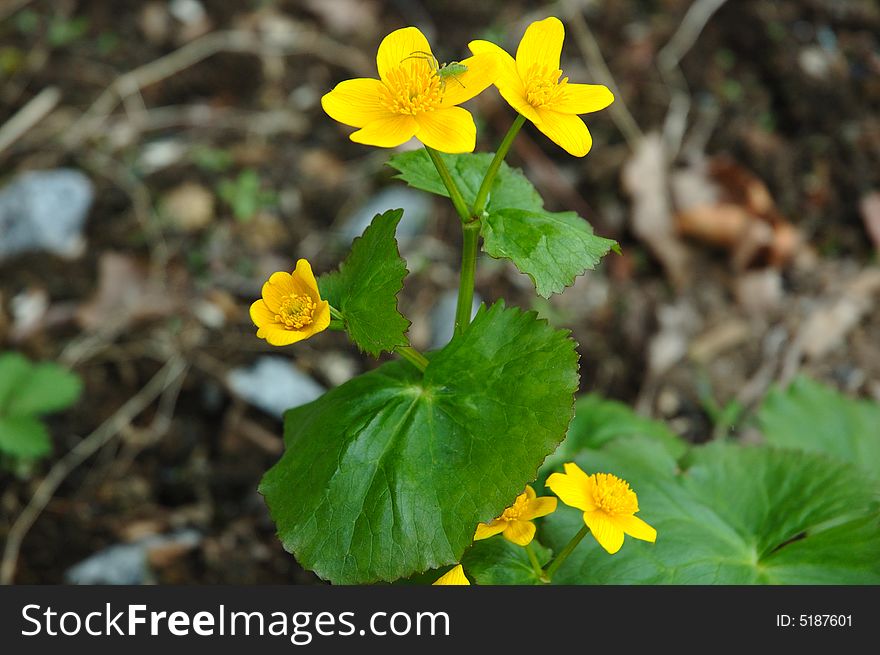 Yellow-cup or known as buttercup (Ranunculus) flower. With green spider. Yellow-cup or known as buttercup (Ranunculus) flower. With green spider.