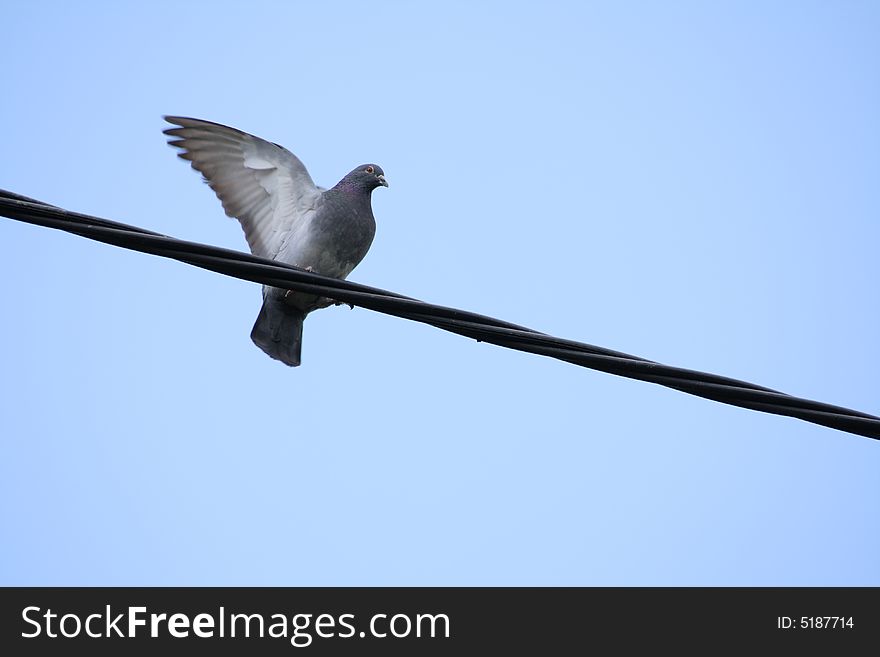 Pigeon on the wire