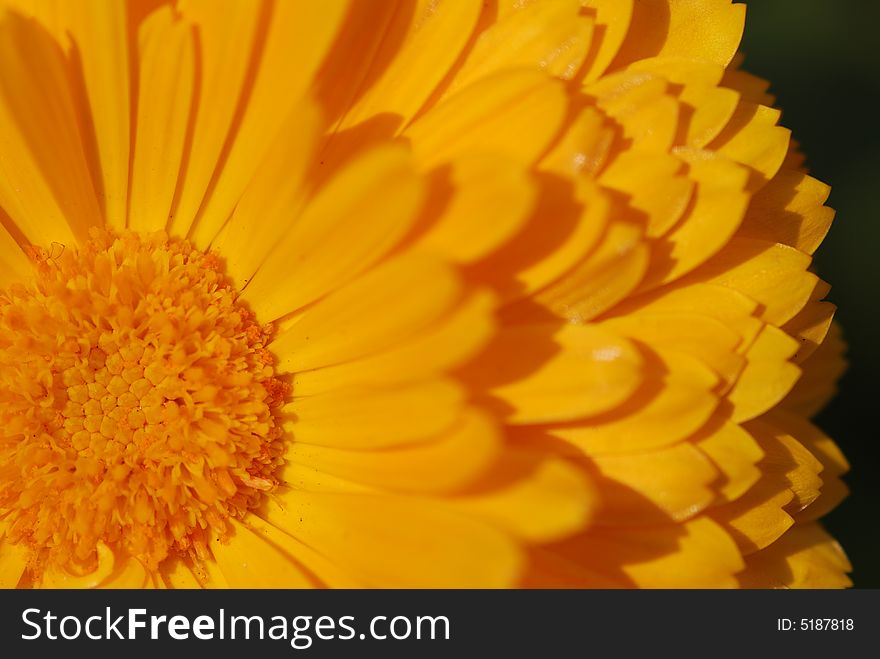 Details of one orange chrysanthemum