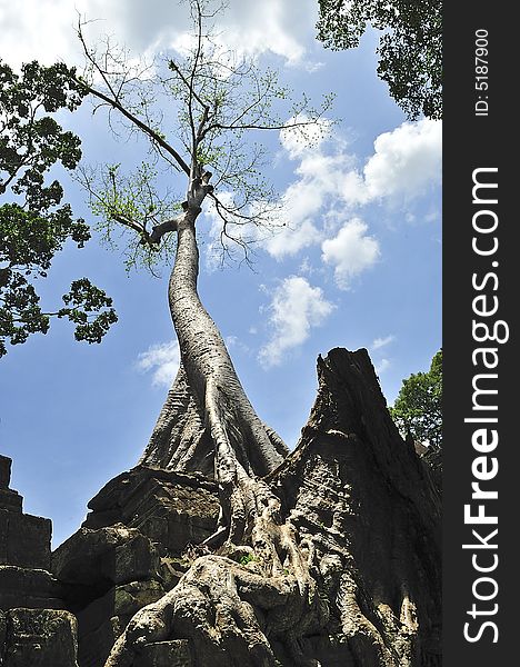 The Preah Khan temple was constructed in the style of bayon in the  late 12th century by the king Jayavarman VII; more than a temple it was probably a Buddhist university; the walls and pilliars are decorated with religious and mythological figures;  in this picture the roots of an old silk-cotton tree over a wall. The Preah Khan temple was constructed in the style of bayon in the  late 12th century by the king Jayavarman VII; more than a temple it was probably a Buddhist university; the walls and pilliars are decorated with religious and mythological figures;  in this picture the roots of an old silk-cotton tree over a wall