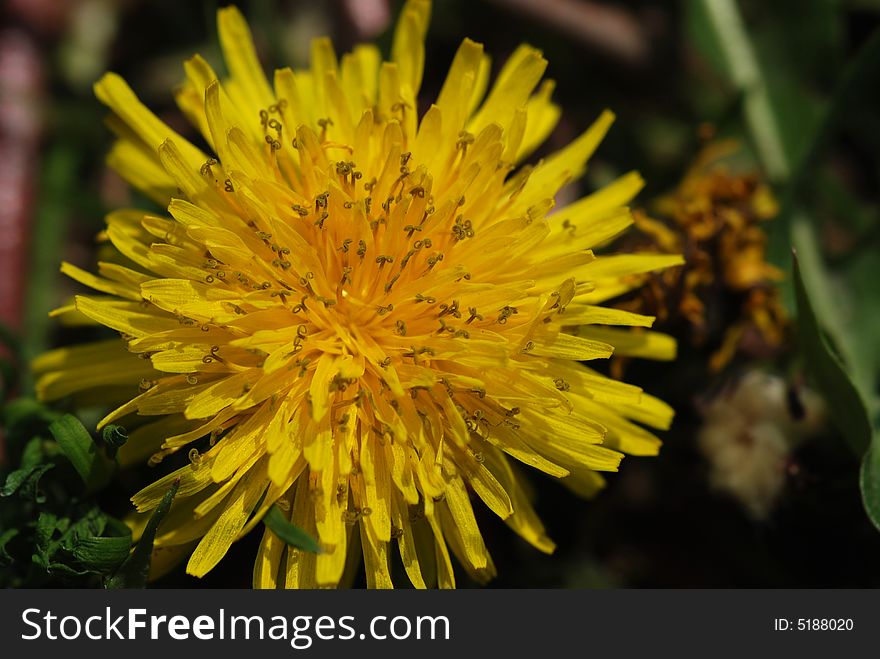 Details of one yellow thistle