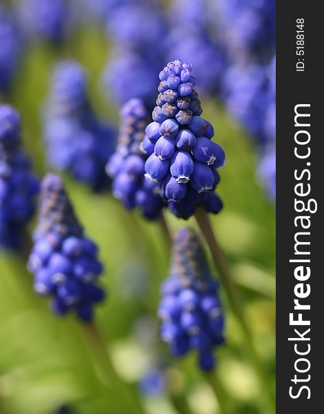 Blue grape hyacinth in spring garden