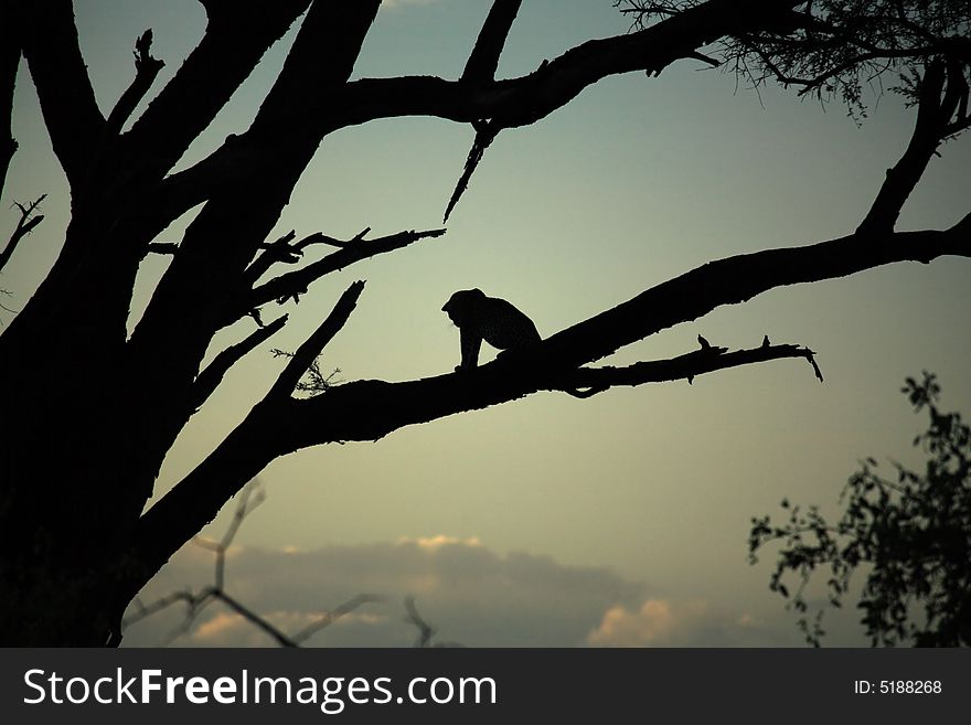 Leopard sat in a tree Kenya Africa