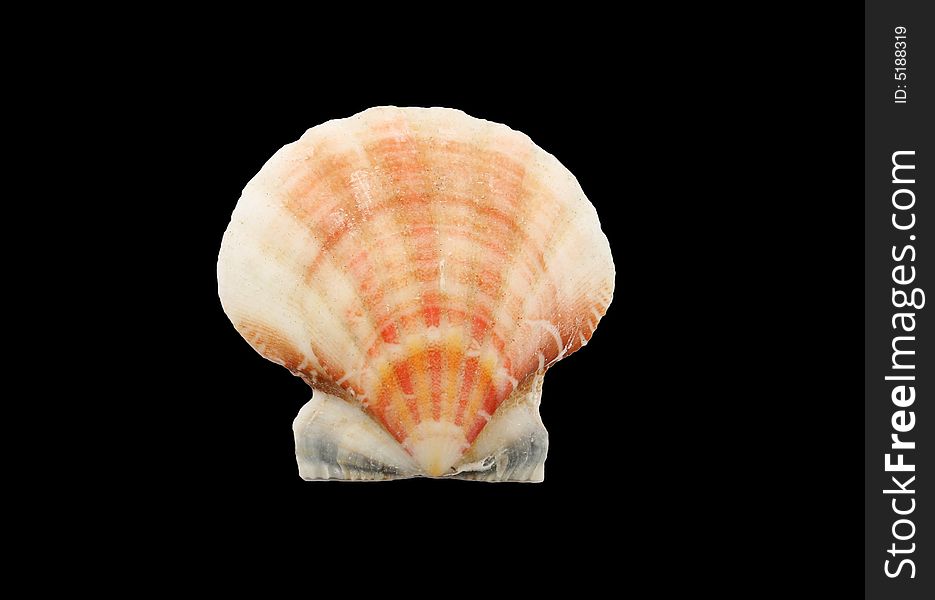 A seashell isolated on black