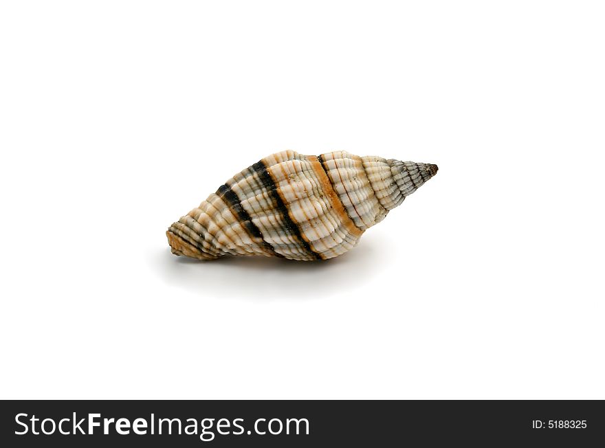 A seashell isolated on white