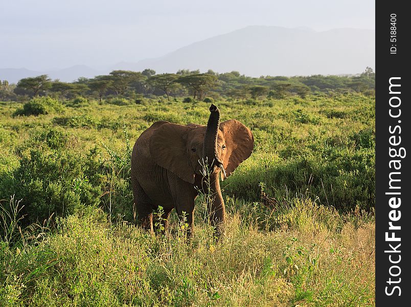 Single baby elephant in Kenya Africa