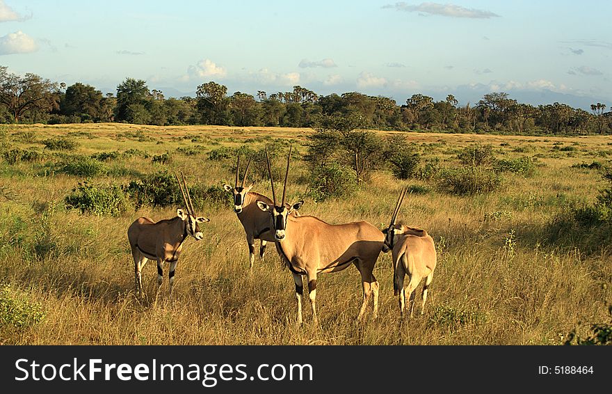 A herd of gazelle's in Kenya Africa