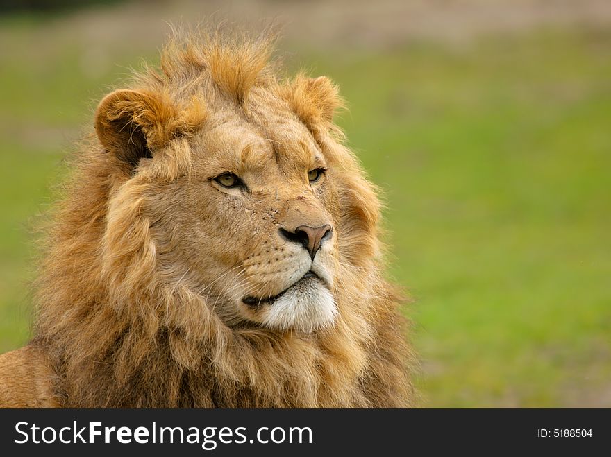 Portrait of a big african male lion