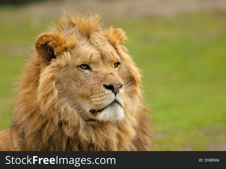 African Male Lion