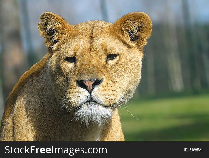 Portrait of a big african female lion