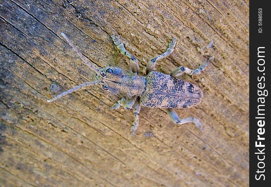 A longhorn beetle from Germany. A longhorn beetle from Germany