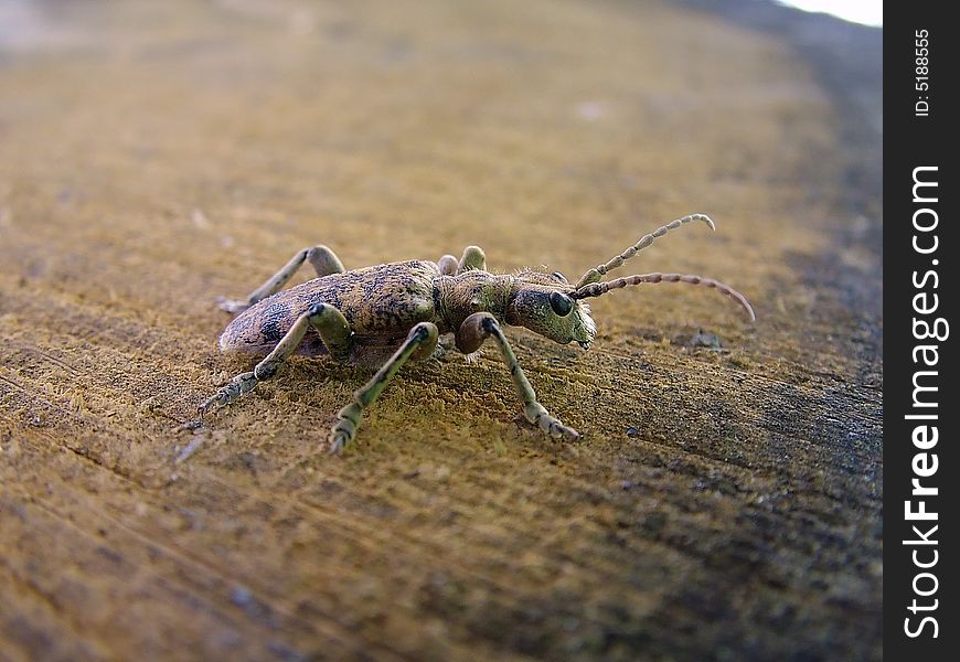 A longhorn beetle from Germany. A longhorn beetle from Germany