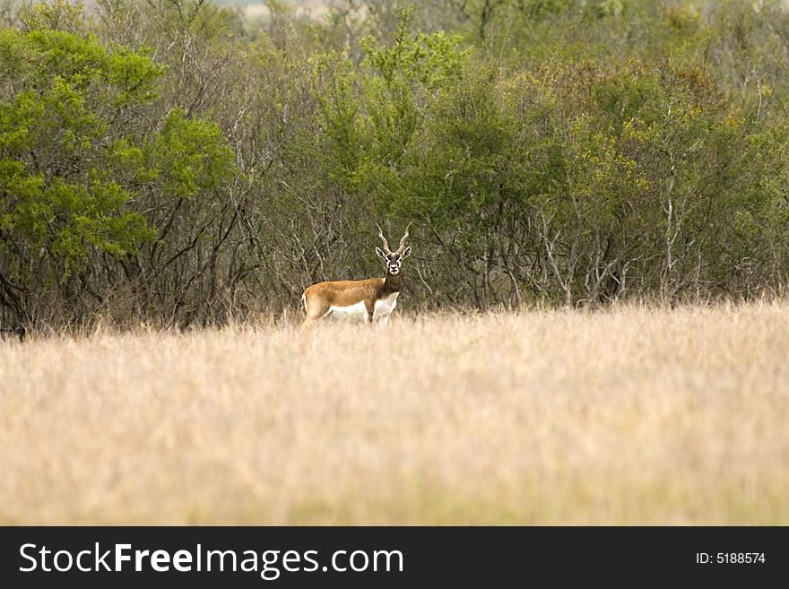 African Black Buck Antelope grazing in the field