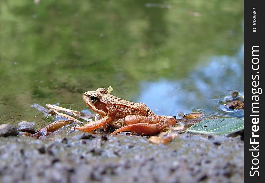 A frog (Rana temporaria) from Germany