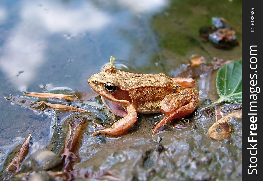 A frog (Rana temporaria) from Germany