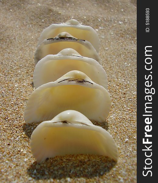 Some white sea cockleshells dug abreast in sand