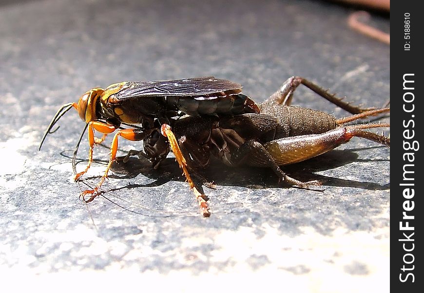 A wasp carrying a caught cricket in India. A wasp carrying a caught cricket in India