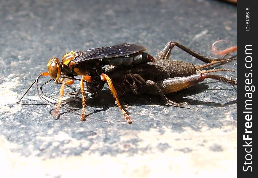 A wasp carrying a caught cricket in India. A wasp carrying a caught cricket in India