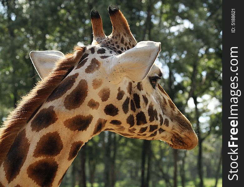 Giraffe portrait in Kenya Africa