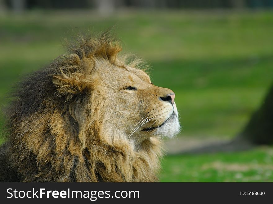 Portrait of a big african male lion