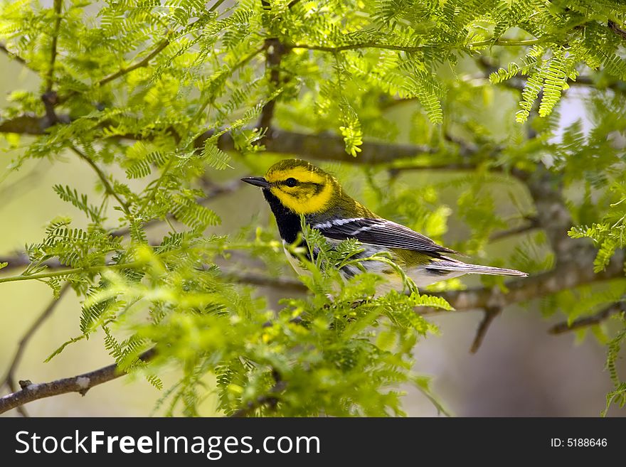 A Black-throated Green Warbler perched high up in a tree