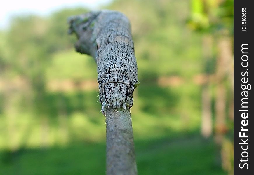 A caterpillar imitating a stick