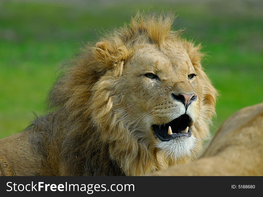 Portrait of a big african male lion