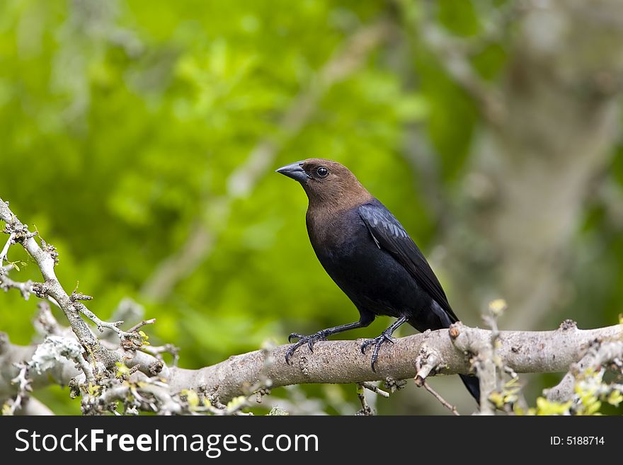 Brown-headed Cowbird Perched