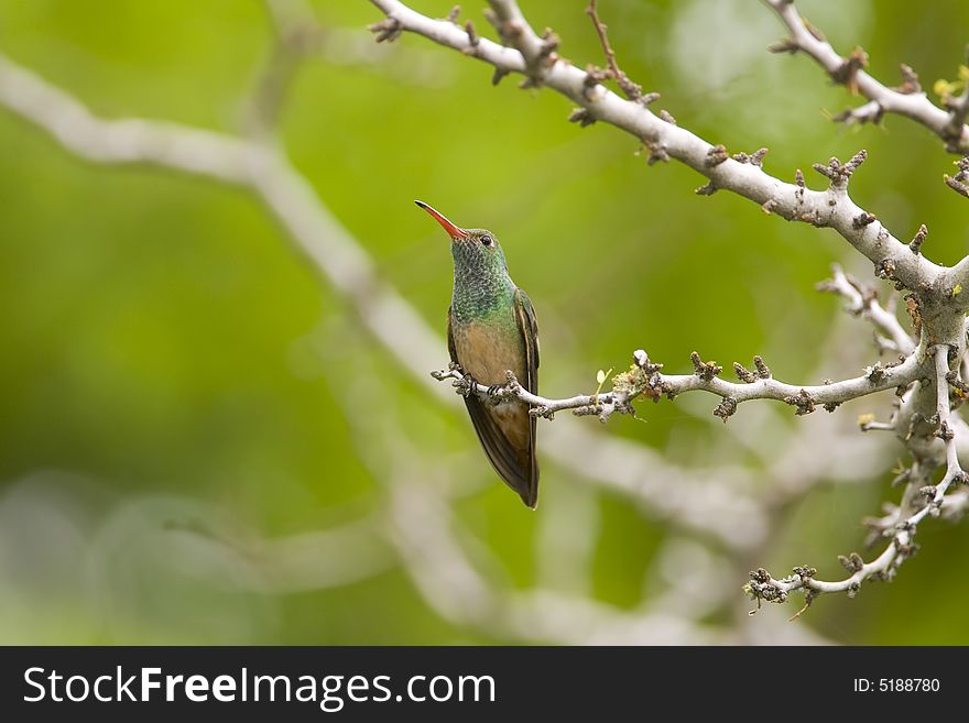 Buff-bellied Hummingbird perched