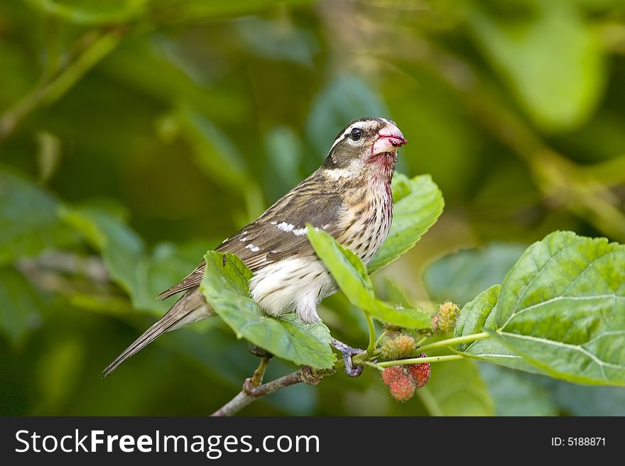 Female Rose-breasted Grosbeak