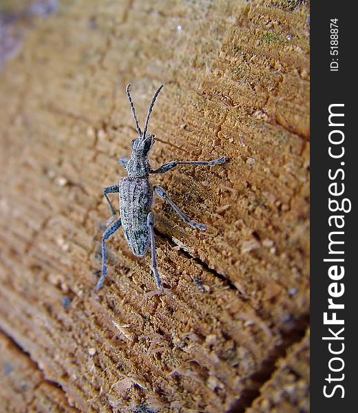 A longhorn beetle from Germany. A longhorn beetle from Germany