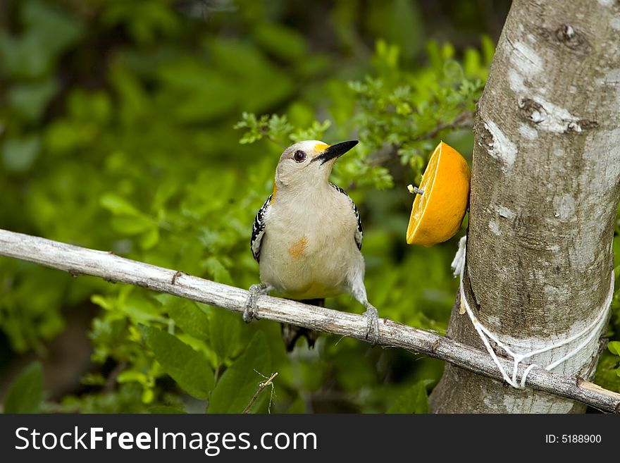 A Golden-fronted Woodpecker eating an orange for breakfast