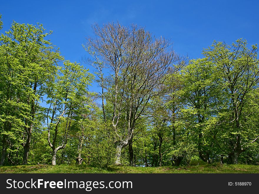 An image of an spanish spring forest